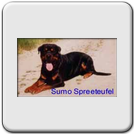 Sumo Spreeteufel