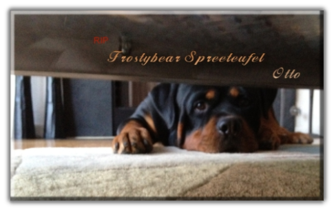 G-Wurf SPREETEUFEL