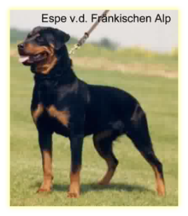 Espe von der Frnkischen Alb