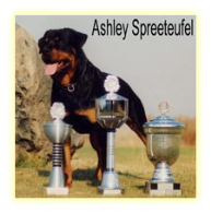 Ashley Spreeteufel