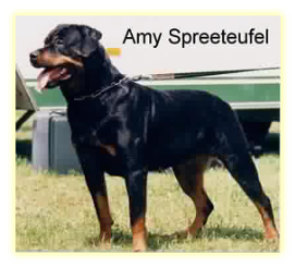 Amy Spreeteufel