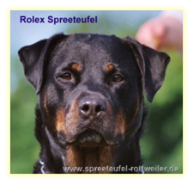 Rolex Spreeteufel