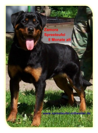 Zamora Spreeteufel, 8 Monate